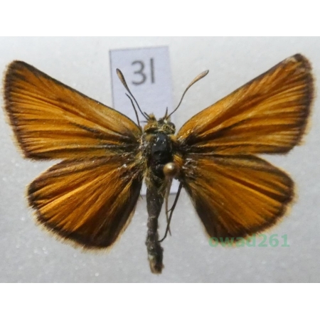 Thymelicus lineola (Ochsenheimer, 1808) Czech3l